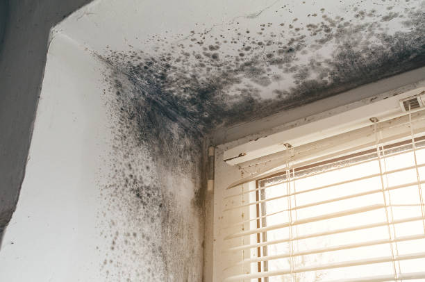 Affordable Mold Cleanup solutions in Fair Haven, NJ